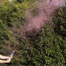 1 Pink Gender Reveal Smoke Cannon