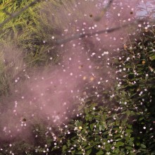 1 Pink Gender Reveal Smoke Cannon
