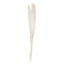 5 Decoations - Pampas Grass - Bleached